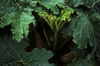 Aisén region, Chile: rhubarb relative in the temperate rain forest of northern Patagonia, west of La Junta - flora - photo by C.Lovell