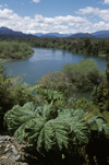 Aisén , Chile: river along the Camino Austral, a dirt road but the main route in northern Patagonia - rhubarb - photo by C.Lovell