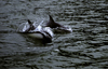 Aisén region, Chile: Delfin austral - Peale's Dolphins breach along the Pacific Coast west of La Junta – Patagonian fauna - photo by C.Lovell