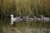 Torres del Paine National Park, Magallanes region, Chile: upland geese or cauquen with chicks in the wetlands of Torres del Paine NP - Choephaga poliocephala – Patagonian fauna - photo by C.Lovell
