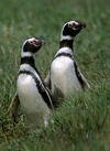 Otway Sound, Magallanes region, Chile: Magellanic penguins mate for life, like this couple in the Seno Otway Colony – Spheniscus magellanicus - Chilean Patagonia - photo by C.Lovell