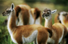 Torres del Paine National Park, Magallanes region, Chile: baby guanacos – wild camelid - Lama guanicoe – UNESCO Biosphere reserve - Chilean Patagonia - photo by C.Lovell