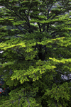 Torres del Paine National Park, Magallanes region, Chile: ñire, a low southern deciduous beech - Nothogagus Antarctica – Patagonian flora - photo by C.Lovell
