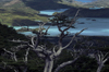 Torres del Paine National Park, Magallanes region, Chile: guindo or beech tree and Lake Nordenskjöld seen from French Valley- photo by C.Lovell
