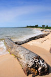 Domaine de Nyonié, Estuaire Province, Gabon: old logs on a tranquil tropical beach - photo by M.Torres
