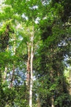 Wonga-Wongue reserve, Ogooué-Maritime, Gabon: canopy of the tropical forest - photo by M.Torres