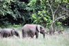 Wonga-Wongue reserve, Ogooué-Maritime, Gabon: elephants - mother and son - African Forest Elephant - Loxodonta cyclotis - photo by M.Torres