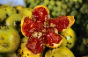 South India: Pomegranate - Punica granatum - photo by W.Allgöwer
