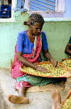 South India - Malabar coast: woman preparing cardamom / cardamon seeds - Elettaria cardamomum - photo by W.Allgöwer