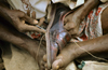 India - shoemaker at work - photo by W.Allgöwer