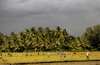 South India: rice cultivation - Asian agriculture - photo by W.Allgöwer