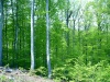 Slovakia - Hrochot: green forest outside the village - Banská Bystrica District - photo by Milos Bercik