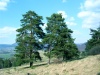 Slovakia - Jastraba: pines - Žiar nad Hronom District - Banská Bystrica Region - photo by Milos Bercik