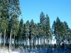 Slovakia - Ocova: Winter - Larch trees near the village - Zvolen District - Banská Bystrica Region - photo by Milos Bercik