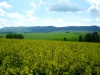 Slovakia - Lieskovec: yellow field - Zvolen District - Banská Bystrica Region - photo by Milos Bercik