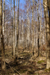 Sweden - Gothenburg - Göteborg (Västra Götlands Län): birch forest - photo by C.Schmidt