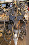 Lomé, Togo: Juju market - skulls and horns - all kinds of bizarre animal parts are used by local witches and traditional doctors - world’s biggest fetish market - Marché des Fetiches Akodessewa - photo by G.Frysinger